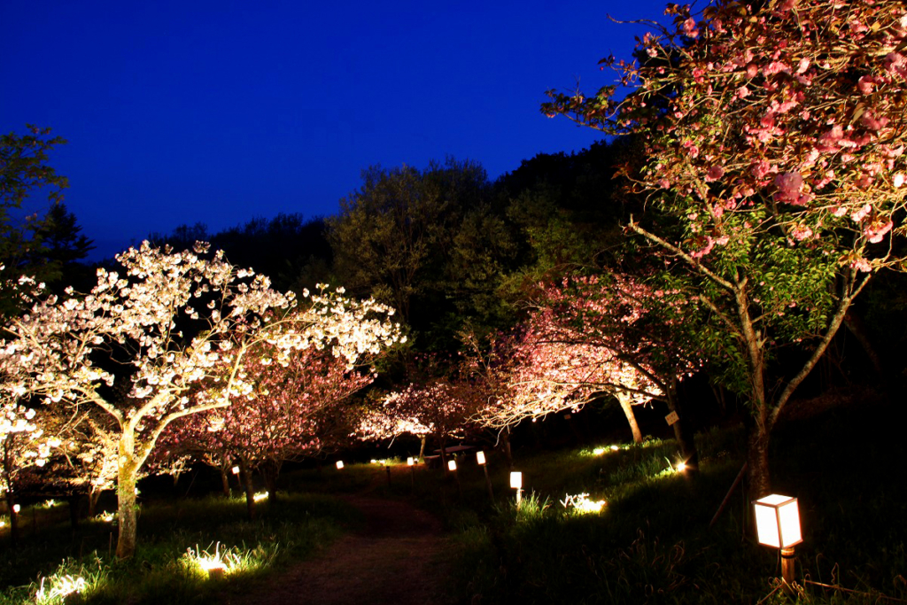 通り抜けの桜ライトアップの画像