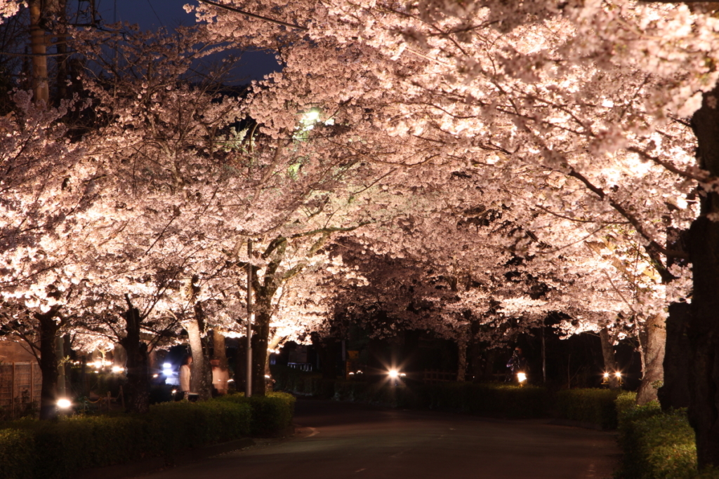 北桜通りライトアップ
