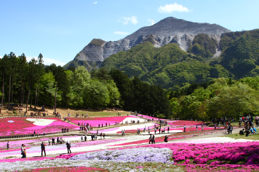 芝桜まつり2018