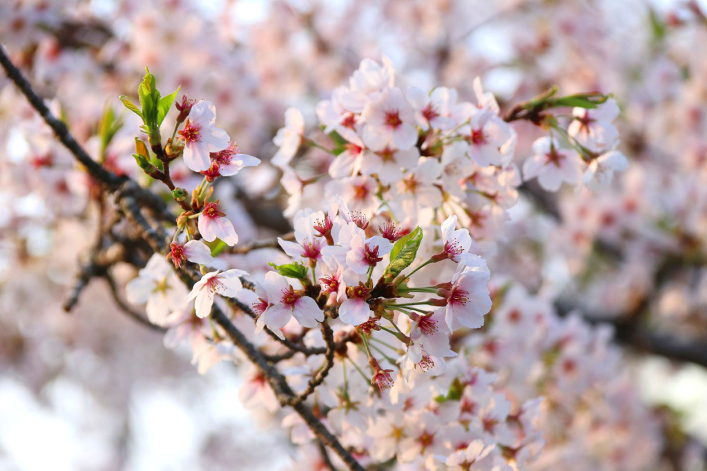 長瀞桜まつり日程変更