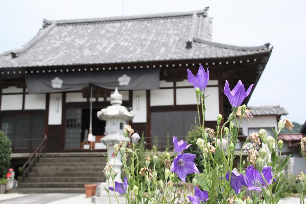 秋の七草寺桔梗