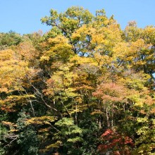 長瀞岩畳周辺