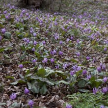 白砂公園カタクリ