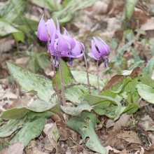 白砂公園カタクリ