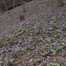 白砂公園カタクリ