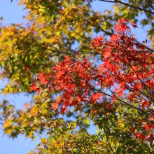 寶登山神社紅葉03