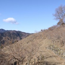 宝登山山頂のロウバイ