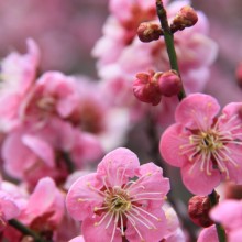 長瀞梅百花園_03