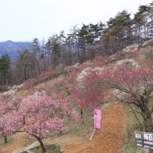 長瀞梅百花園_01