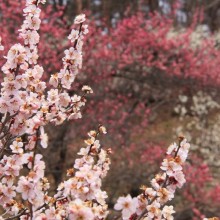 長瀞梅百花園_02