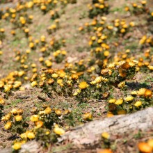 ムクゲ自然公園　秩父紅（福寿草）