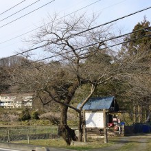 大手桜