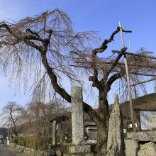 法善寺のしだれ桜