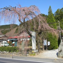 法善寺のしだれ桜