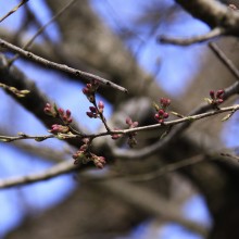 大手桜