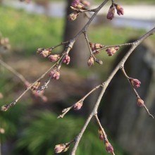 法善寺のしだれ桜