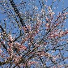 大手桜