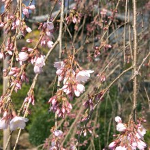 法善寺のしだれ桜