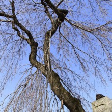 法善寺のしだれ桜