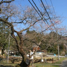 大手桜