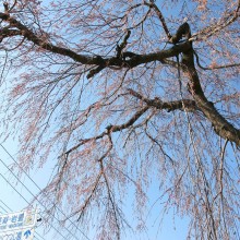 法善寺のしだれ桜