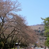 宝登山参道_02