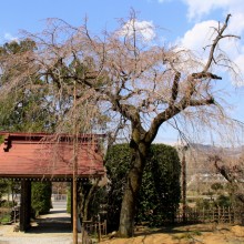 法善寺_02