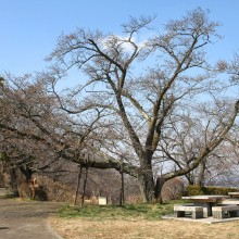 美の山公園