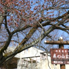 美の山山頂　美の山公園