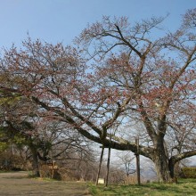 美の山山頂　美の山公園