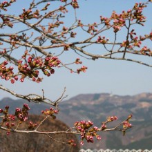 美の山山頂　美の山公園