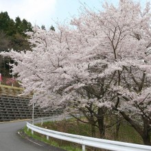 美の山・中腹周辺