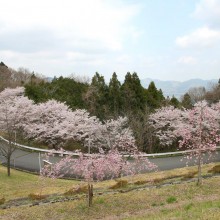 美の山・中腹周辺