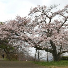 山頂・美の山公園