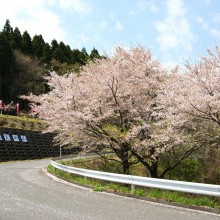 美の山・中腹周辺