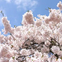 山頂・美の山公園