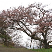 山頂・美の山公園