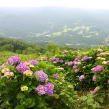 美の山アジサイ