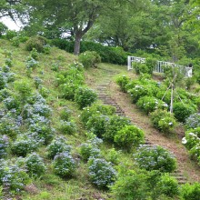 美の山アジサイ