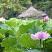 札所25番久昌寺・古代蓮