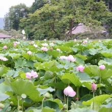 札所25番久昌寺・古代蓮