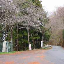 美の山桜・麓