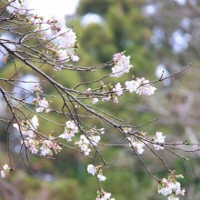 美の山桜・麓