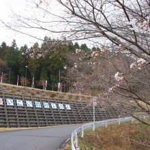 美の山桜・中腹