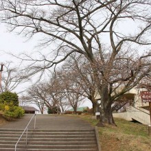 美の山桜・山頂