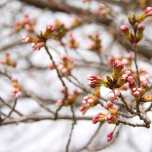 美の山桜・山頂