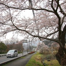 大手桜