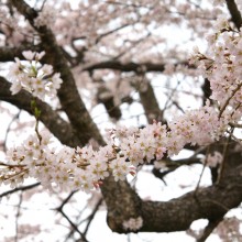 大手桜