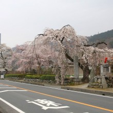 法善寺しだれ桜