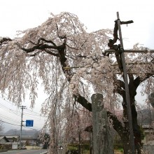 法善寺しだれ桜